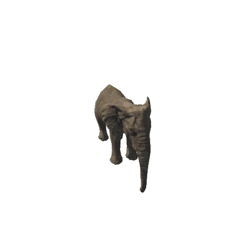 elephant_female_fv_rm_LP (mat2)